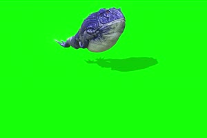 蓝色蟾蜍前面癞蛤蟆 绿幕