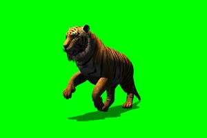 老虎 走路 奔跑 4 动物 绿屏抠像 特效素材手机特效图片