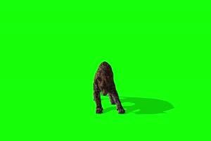 豹子1 动物绿屏 绿幕视频 抠像素材下载手机特效图片