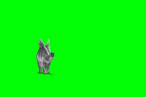 银白色的恐龙 绿屏动物 特效视频 抠像视频 巧影手机特效图片
