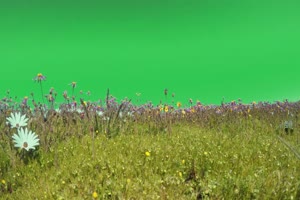4K 草 野草绿幕素材 12 绿幕视频 绿屏素材网免费手机特效图片