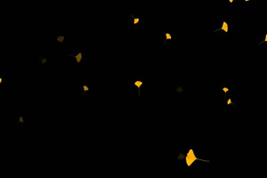慢慢飘落的银杏叶 树叶花 黑幕背景抠像视频 广手机特效图片