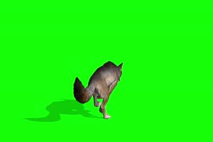 狐狸后面 4K素材 绿幕 抠像