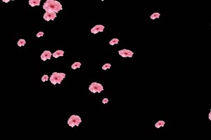 桃花花朵飘落 树叶花 黑幕背景抠像视频 广场舞手机特效图片