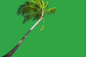 椰子树 绿幕视频素材 4K手机特效图片