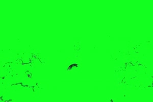 水花 水波素材 跳水 溅水 跳水坑 绿屏抠像 巧影手机特效图片