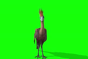 4K 鸟怪 绿幕素材 绿幕视频 动物绿幕手机特效图片