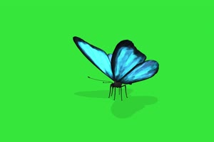 花丛中飞的蝴蝶 动物绿幕视频素材下载 @特效牛手机特效图片
