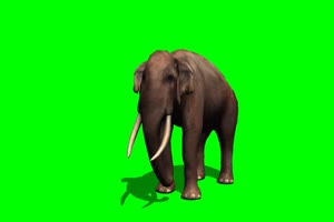 大象 行走 3 绿背景 绿屏抠像素材 巧影特效素材手机特效图片