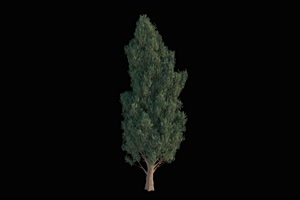 树 树木 抠像视频08黑幕视频素材
