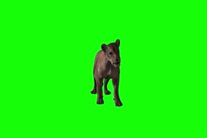 母狮子1 动物绿屏 绿幕视频 抠像素材下载手机特效图片
