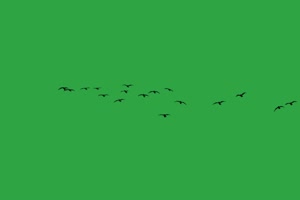 一群鸟儿 鸟绿幕视频 19 绿幕素材 绿幕视频下载手机特效图片