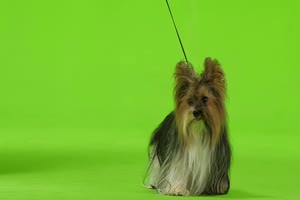 约克夏犬 狗狗绿幕视频素材1手机特效图片