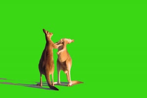 袋鼠拳击打架 绿幕视频 抠像视频下载手机特效图片