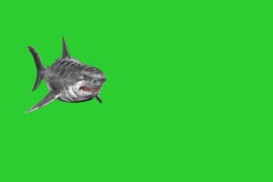 鲨鱼 绿幕视频 绿幕素材 抠像视频 特效素材手机特效图片
