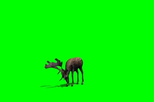 鹿 2 绿屏抠像 特效素材 免费下载手机特效图片