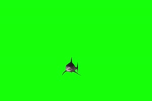 4K 鲨鱼前面 绿幕视频 绿幕素材 抠像视频 后期特手机特效图片