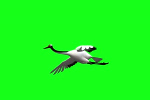 仙鹤 飞鹤 飞鸟 白鹤 绿幕绿布和绿幕视频抠像素材