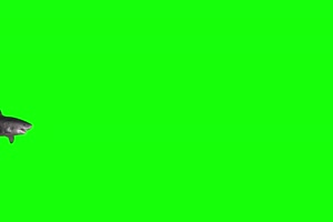 4K 鲨鱼侧面 绿幕视频 绿幕素材 抠像视频 后期特手机特效图片