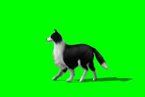牧羊犬 狗 3绿屏素材 绿幕抠像素材手机特效图片