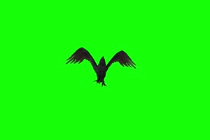乌鸦麻雀飞鸟下面 绿幕视频素材 抠像视频 特效手机特效图片