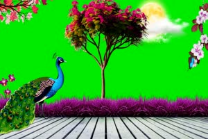 花园 孔雀 风景背景视频 绿幕视频素材手机特效图片
