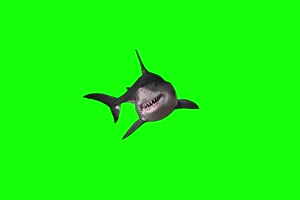 鲨鱼1 动物绿屏 绿幕视频