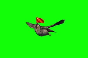 猫头鹰送红旗 绿幕抠像 特效素材 @特效牛手机特效图片