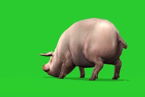 猪 飞猪 动物 绿屏抠像 特效素材 巧影ae 11