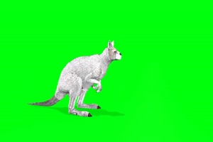 白色的袋鼠 绿幕视频 绿幕素材 抠像视频 特效素手机特效图片