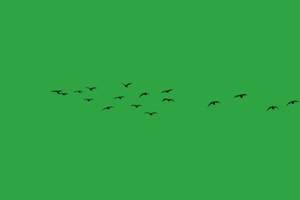 4K 飞鸟9 飞鸟绿幕视频 真实鸟类绿屏素材手机特效图片