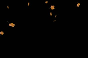 飘散 飘落的黄枫叶 树叶花 黑幕背景抠像视频 广手机特效图片