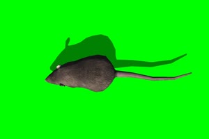 老鼠 1 绿背景 绿屏抠像素材 巧影特效素材手机特效图片