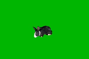 小白兔 兔子 动物 Rabbit 绿屏抠像素材 巧影AE特效手机特效图片