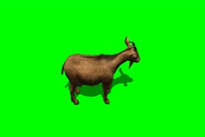 山羊 10 绿背景 绿屏抠像素材 巧影特效素材手机特效图片