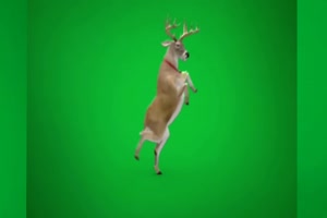 驯鹿跳舞 完整绿幕 圣诞节绿布和绿幕视频抠像素材