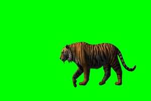 老虎 走路 奔跑 7 动物 绿屏抠像 特效素材手机特效图片