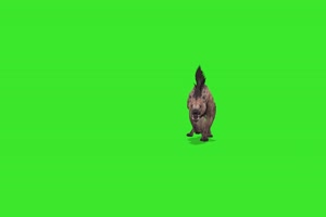 恶狼 绿屏动物 特效视频 抠像视频 巧影ae素材手机特效图片