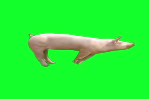 猪 飞猪 动物 绿屏抠像 特效素材 巧影ae 12