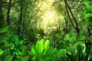 唯美森林 梦幻森林 仙境 背景视频下载17手机特效图片