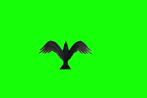 乌鸦麻雀飞鸟上面 绿幕视频素材 抠像视频 特效手机特效图片
