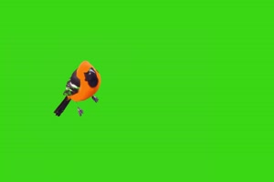 免费最漂亮的小鸟绿幕视频素材 动物绿幕 剪映特手机特效图片