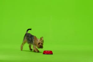 约克夏犬 狗狗绿幕视频素材5免费下载手机特效图片