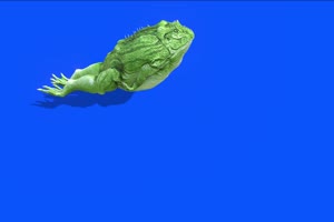绿色蟾蜍癞蛤蟆侧面 蓝幕背景 蓝幕素材 绿屏抠手机特效图片
