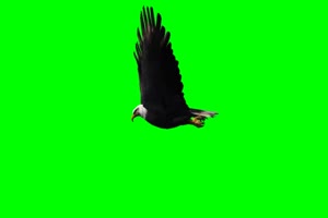老鹰 雕 4 绿幕绿屏 特效素材手机特效图片