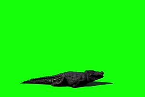 鳄鱼 绿屏动物 免费下载