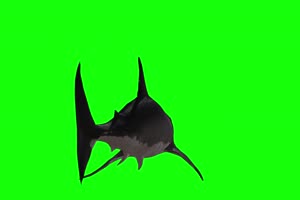 4K 鲨鱼后面 绿幕视频 绿幕