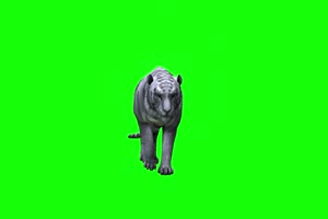 西伯利亚虎1 动物绿屏 绿幕视频 抠像素材下载手机特效图片
