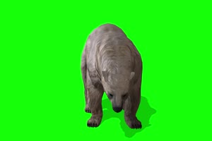 北极熊 特效牛 绿幕素材 抠像视频 后期特效素材手机特效图片