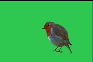 绿幕鸟儿绿幕 鸟类绿幕视频素材12 绿布视频 抠像手机特效图片